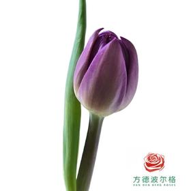 【重瓣郁金香】 西梅挞 10枝一扎