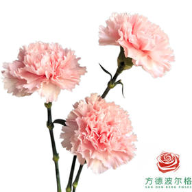 单头康乃馨 芳汀 10枝一扎