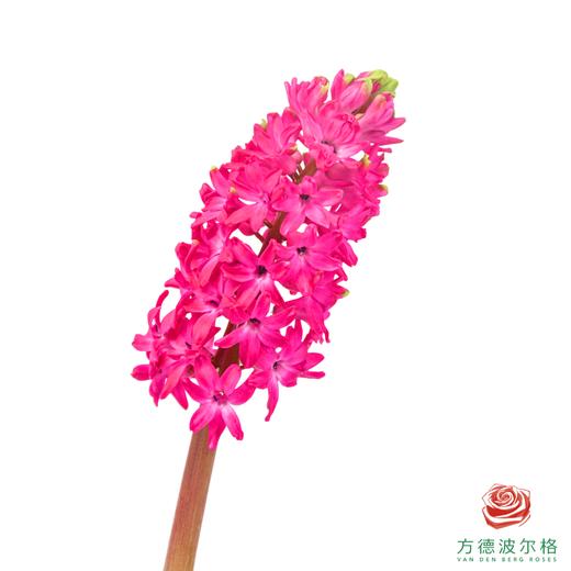 【嘉荷风信子】珊瑚海（5枝/扎） 商品图0