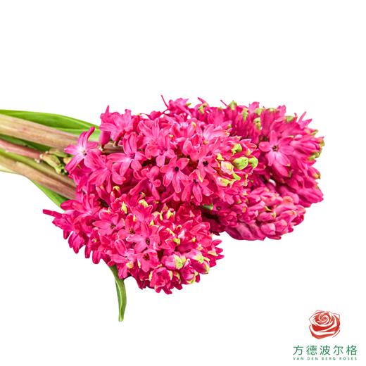 【嘉荷风信子】珊瑚海（5枝/扎） 商品图4