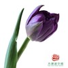 【重瓣郁金香】 葡萄慕斯 10枝一扎 商品缩略图0
