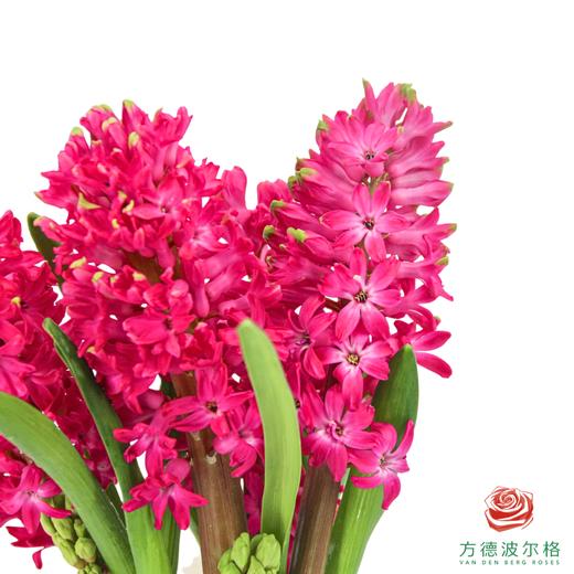 【嘉荷风信子】珊瑚海（5枝/扎） 商品图1