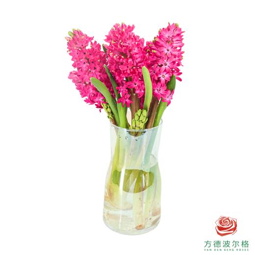 【嘉荷风信子】珊瑚海（5枝/扎） 商品图5