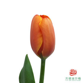 【单瓣郁金香】 朝阳 10枝一扎