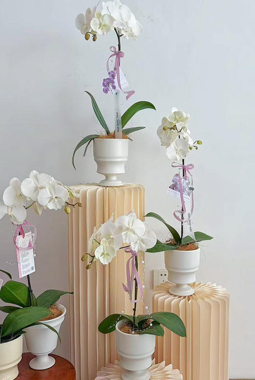 独自芬芳 · 蝴蝶兰盆栽 商品图0