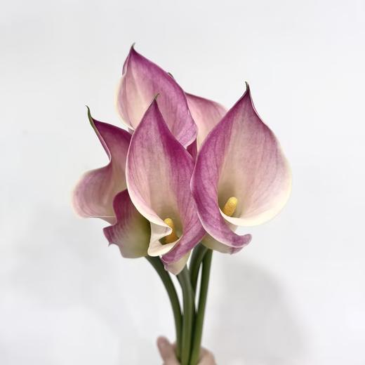 4月3日马蹄莲追梦兰芙B级-5支（L农场） 商品图0