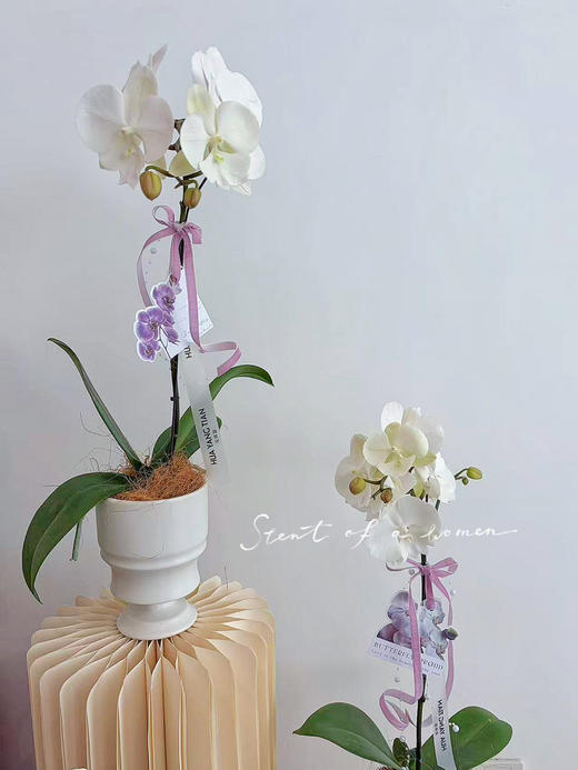 独自芬芳 · 蝴蝶兰盆栽 商品图2