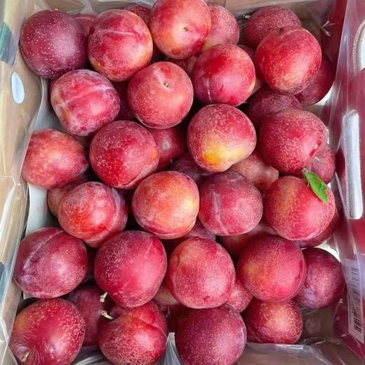 新鲜水果  香甜爽口珠宝李 500g 商品图4