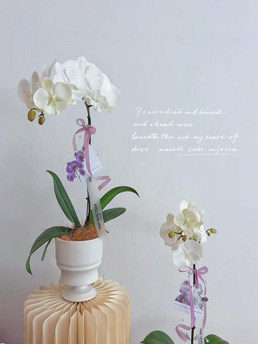独自芬芳 · 蝴蝶兰盆栽 商品图1