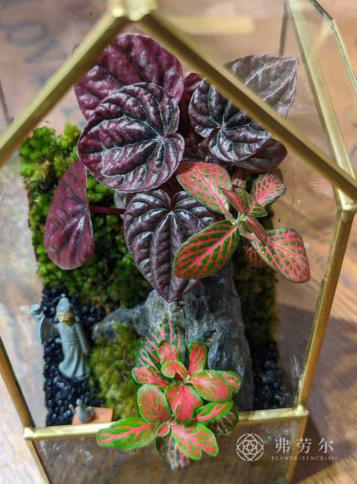 苔藓微景观（小） 商品图1