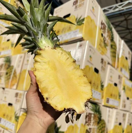 凤梨先声金钻凤梨 海南产区 商品图6