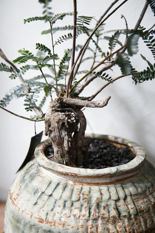 陶盆叶下珠 商品图2