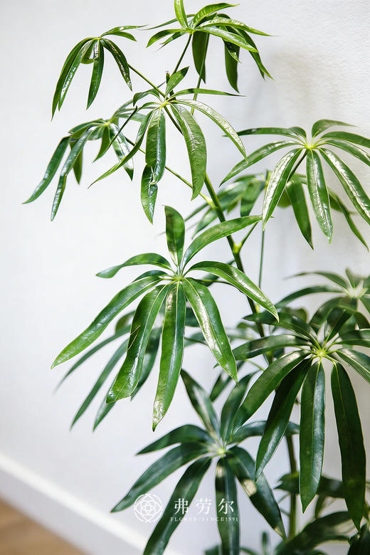 细叶保罗② 商品图1