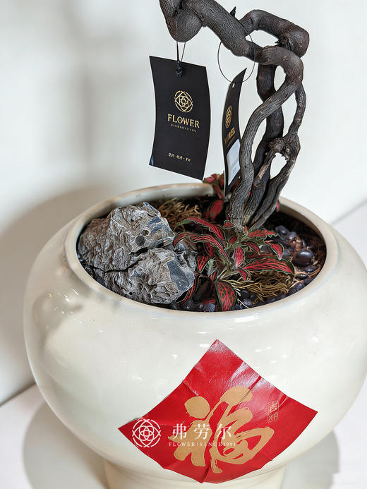 白盆提根紫檀 商品图1