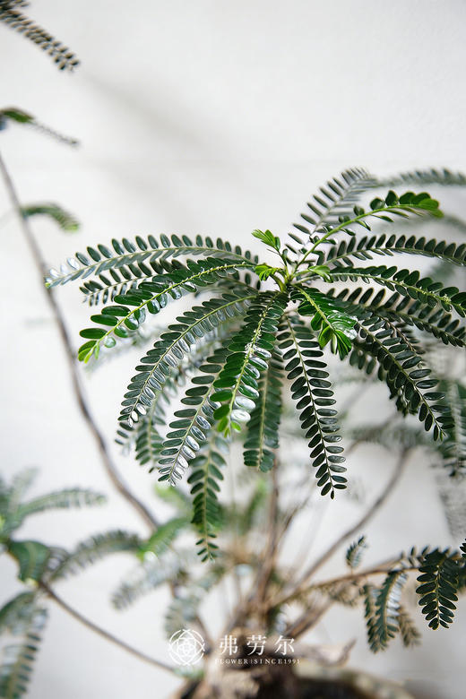 陶盆叶下珠 商品图1