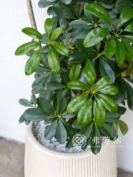 白盆吸财木 商品图2