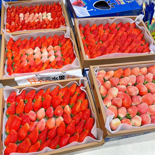 大盒草莓 香甜多汁 十年合作基地口感稳稳的 商品图0