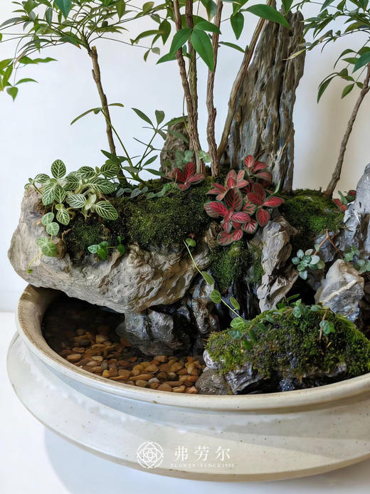 水陆造景 商品图1