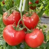 普罗旺斯西红柿4斤约12个左右 商品缩略图5
