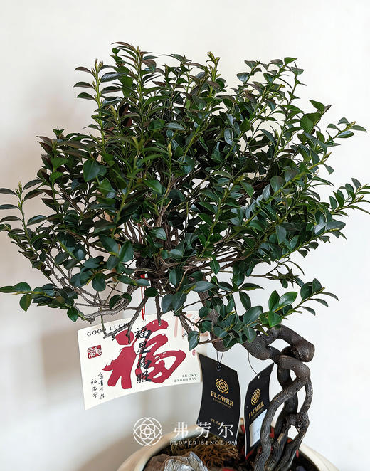 白盆提根紫檀 商品图2