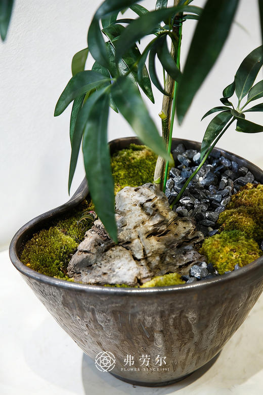 细叶保罗② 商品图2