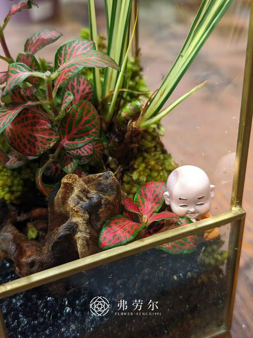 苔藓微景观（小） 商品图1