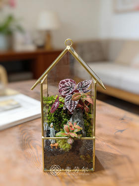 苔藓微景观（小）