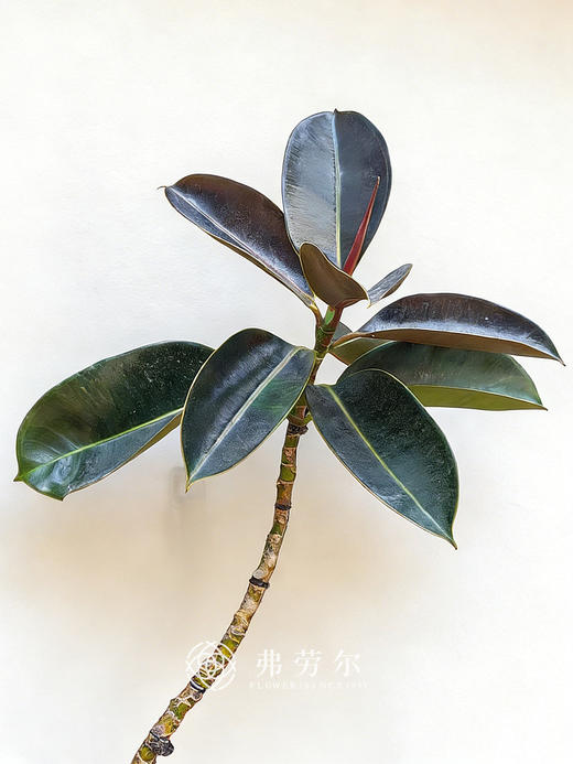 落地黑金刚 商品图1