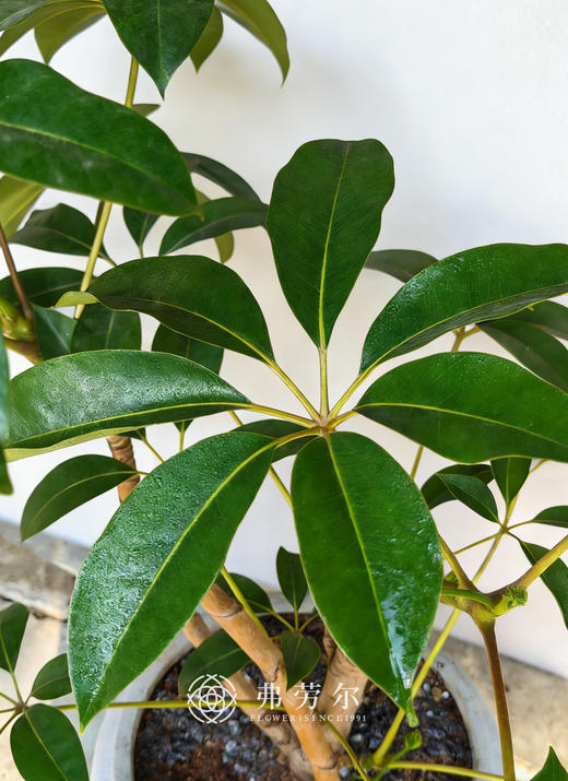 落地灰盆保罗 商品图2