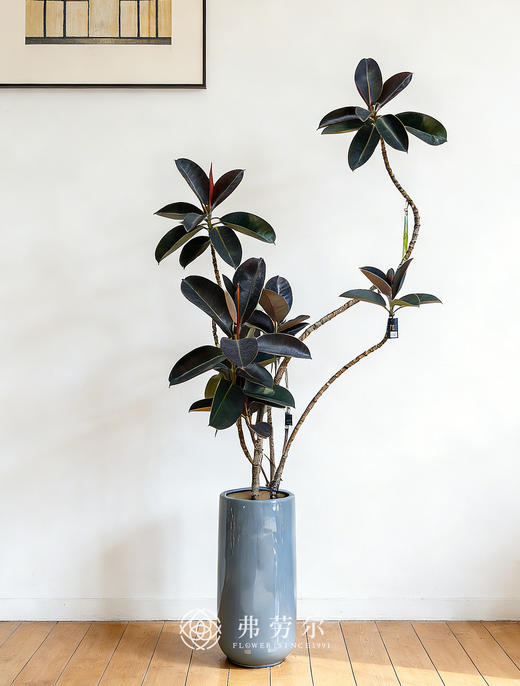 落地黑金刚 商品图0