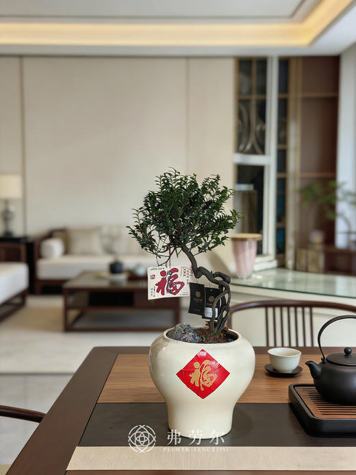 白盆提根紫檀 商品图0