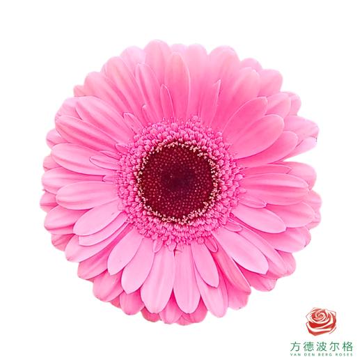 露易丝 XS 非洲菊 10枝一扎 商品图0