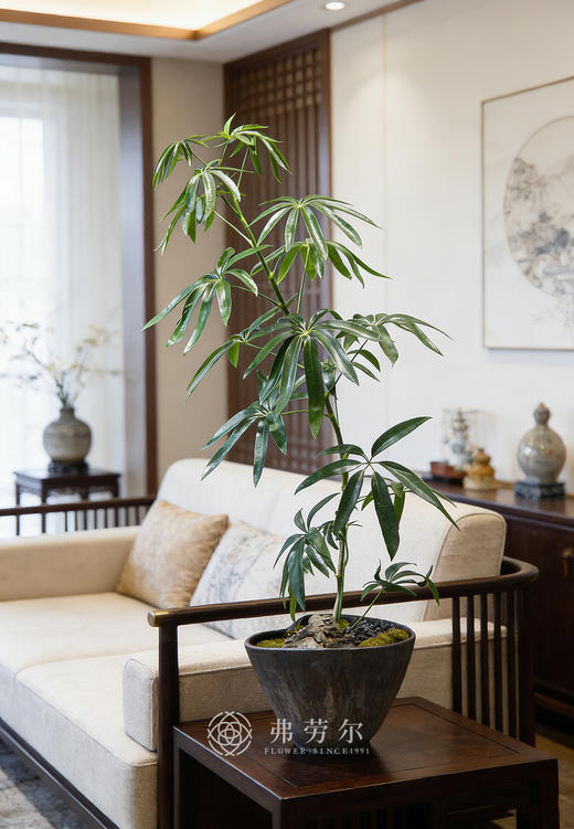 细叶保罗② 商品图0