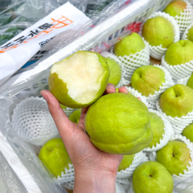 新疆库尔勒香梨 太阳果 梨果