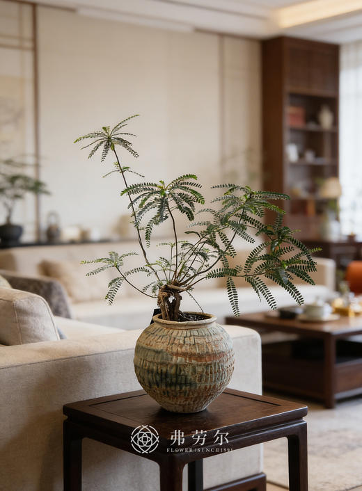 陶盆叶下珠 商品图0