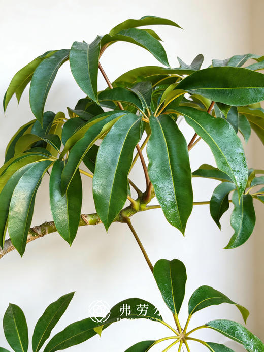 落地灰盆保罗 商品图1