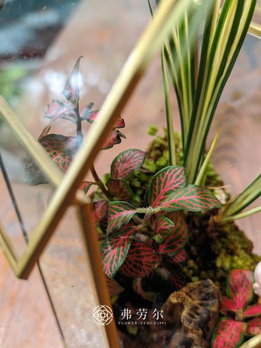 苔藓微景观（小） 商品图2