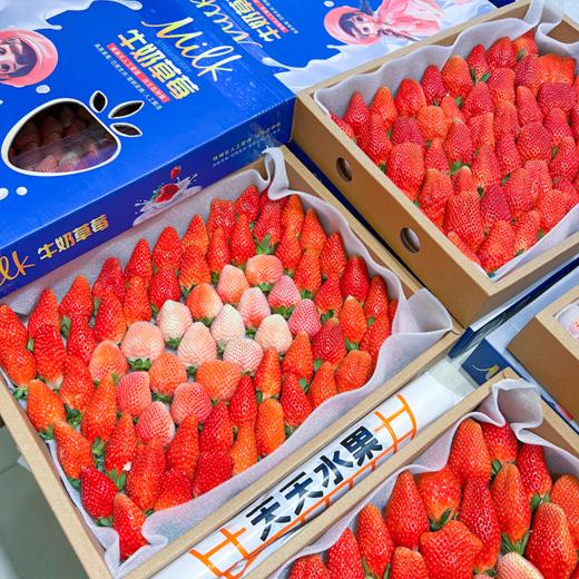 大盒草莓 香甜多汁 十年合作基地口感稳稳的 商品图1