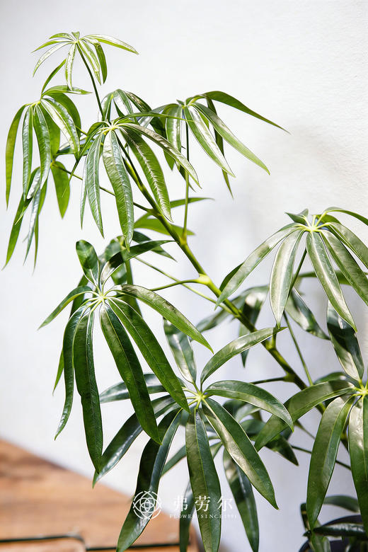 细叶保罗① 商品图1