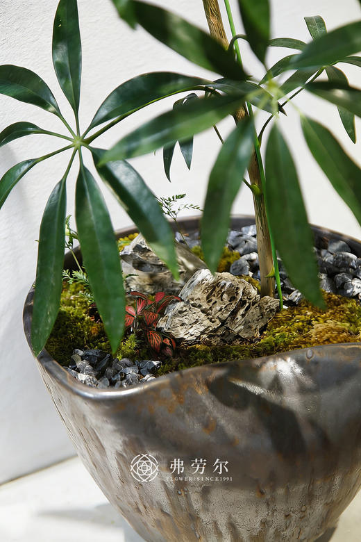 细叶保罗① 商品图2