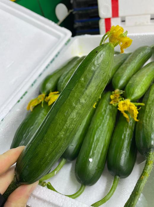 水果黄瓜一箱 商品图2