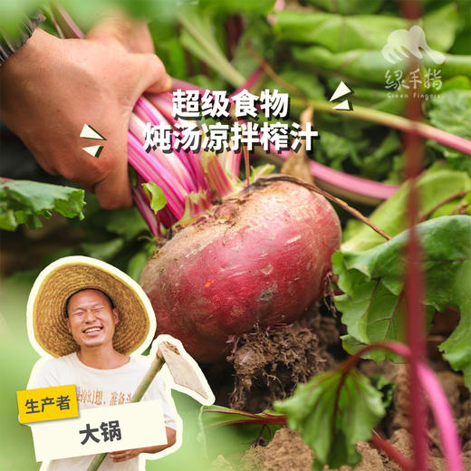 生态甜菜根 |绿家自产*Ecological Beetroot | In-House Production 商品图0
