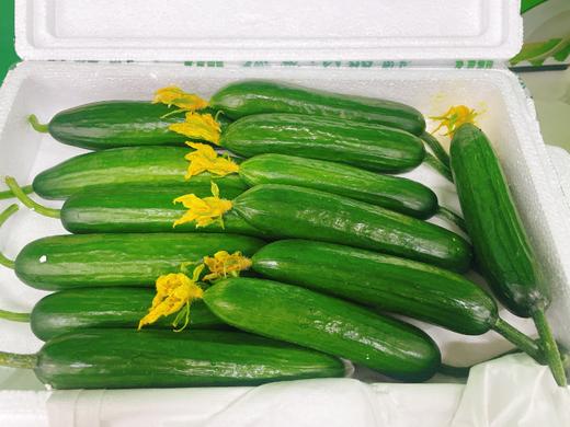 水果黄瓜一箱 商品图0