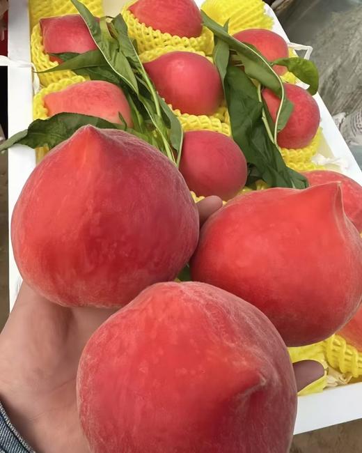 红梅水蜜桃一个 商品图0