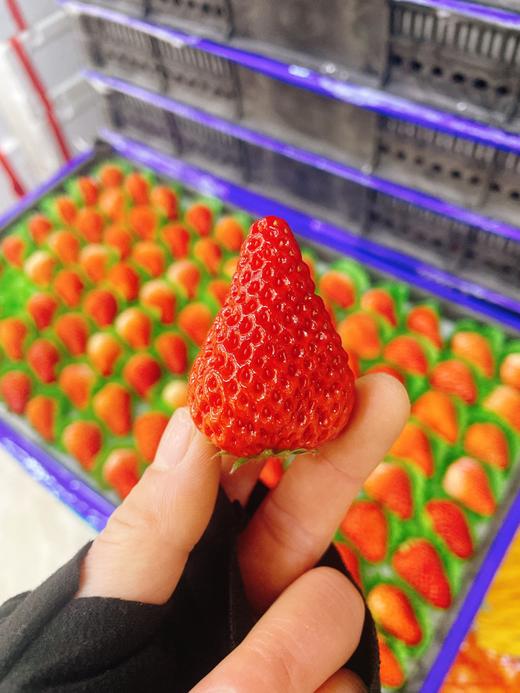8排草莓一箱 商品图2