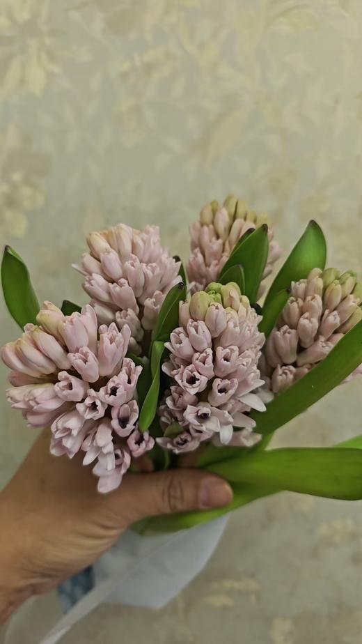 【国产】方德风信子 晨曦-浅粉色 5枝 商品图3