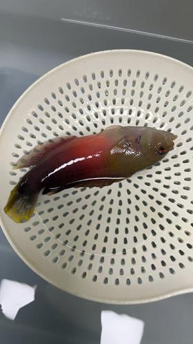 海南红龙