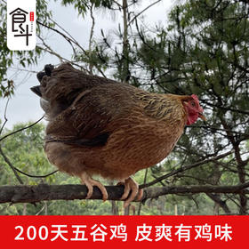 食斗广东清远清新本地鸡清远鸡新鲜鸡2只装单只2.2斤以上保鲜发货