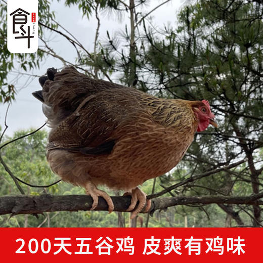 食斗广东清远清新本地鸡清远鸡新鲜鸡2只装单只2.2斤以上保鲜发货 商品图0