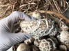 新鲜港款原味雪中冬花菇 商品缩略图8